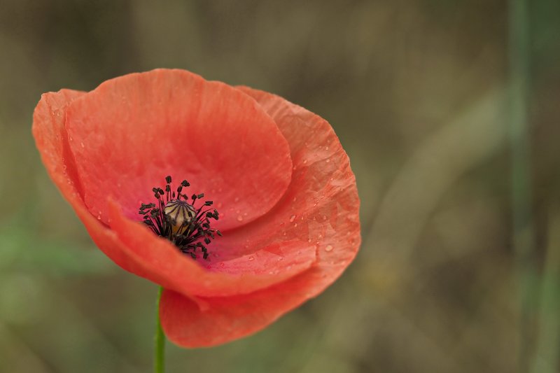 Coquelicot.canal.25.06.22. Joël Liegard